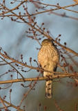 Sharp-shinned Hawk