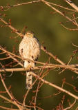 Sharp-shinned Hawk