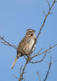 Song Sparrow