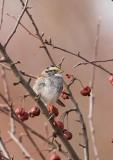 White-throated Sparrow