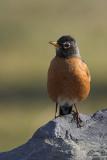 American Robin