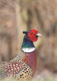 Ringneck Pheasant - male