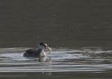 Horned Grebe