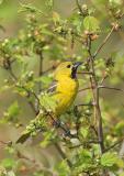 Orchard Oriole (1st summer male)