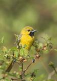 Orchard Oriole (1st summer male)