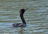 Double-crested Cormorant