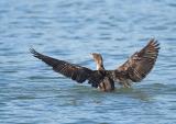 Double-crested Cormorant