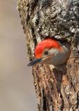 Red-bellied Woodpecker