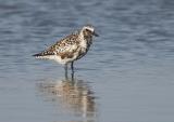 Black-bellied Plover