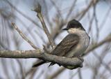 Eastern Kingbird