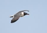 Laughing Gull