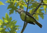 Great Crested Flycatcher