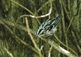 Black-and-white Warbler - male