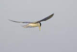 Least Tern