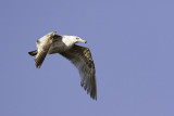 Ring-billed gull - immature