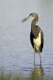 Tricolored Heron