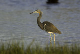 Tricolored Heron