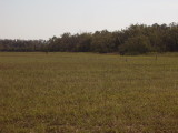 Dove Hunting West Texas 2012 007.jpg