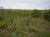 Dove Hunting West Texas 2012 039.jpg
