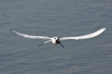 Forsters Tern 1