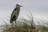 Great Blue Heron 3
