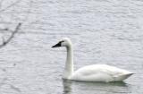 Tundra Swan