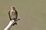 Northern Rough-winged Swallow