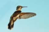 Ruby-throated Hummingbird 4