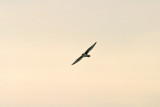 Prairie Falcon 3
