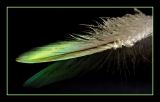 Parrot feather