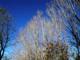 White Limbs Against Blue Sky.JPG