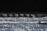 Regatta-5005.jpg