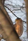 Karens Coopers Hawk.jpg