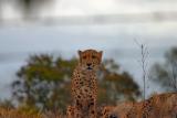 Cheetah 2.JPG