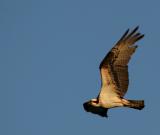xFemale Osprey soaring.jpg