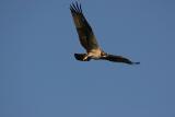 xOsprey hunting 1.jpg