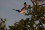 xOsprey in the trees 1.jpg