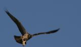 xOsprey Landing 1.jpg