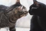 Initial greeting takes place