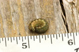 Larvae resized.jpg
