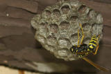 Wasp 2 cropped