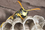 Wasp 4 cropped