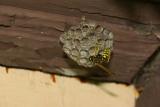 Wasp 2