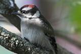Downy woodpecker.jpg