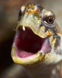Killer turtle resized.jpg