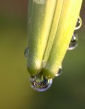 Early morning lily bud.jpg