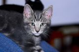 Bruiser 1 6 x 425.jpg