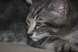 Bruiser 2 6 x 426.jpg