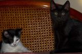 Sparrow and Sylvia 6 x 434.jpg