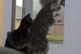 Sylvia and Bruiser 6 x 438.jpg